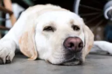 How to make your garage a safe place to keep your dog during the day